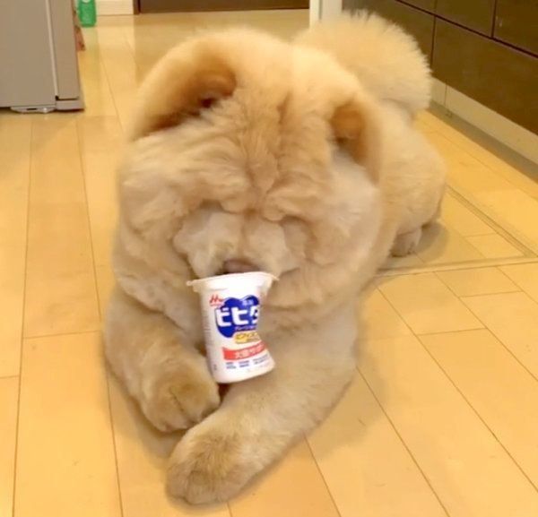 ヨーグルトをペロペロしたいくり蔵くん