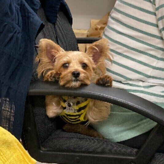 ヨークシャー・テリアのミルクちゃん