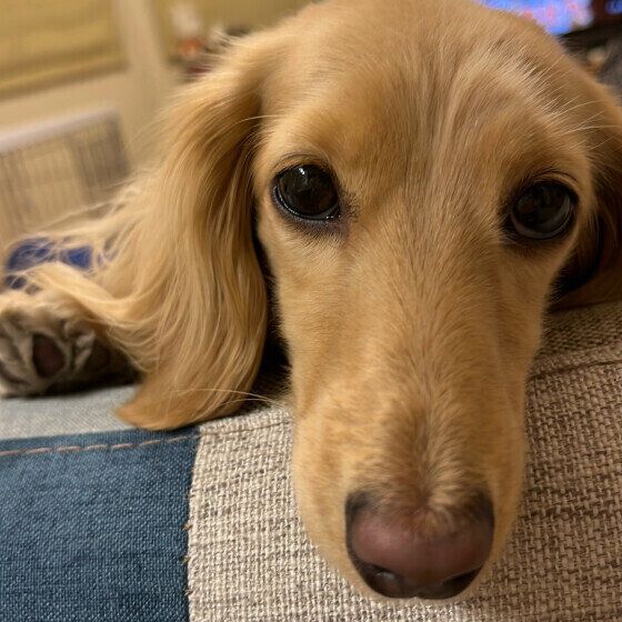 犬の涙やけの原因と対処法 気になる涙やけの3つの疑問Q&A いぬのきもち