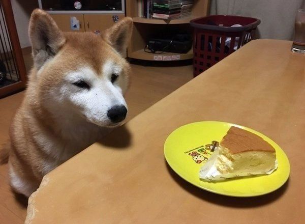 ケーキを見つめる柴犬