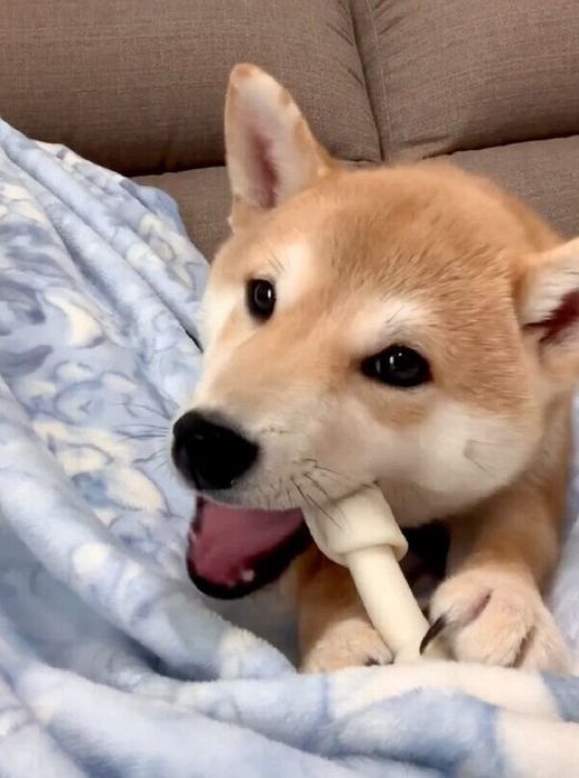 ガムを噛むゴン太くん