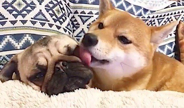 パグに急にデレデレしだす柴犬