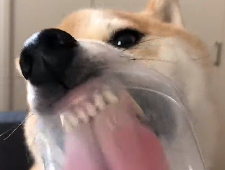 歯がむき出しの犬
