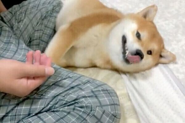 イタズラの証拠を突きつけられ、ごまかそうとするこむぎくん