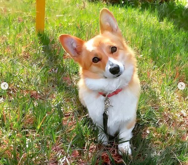 元保護犬・コーギーのゆずちゃん