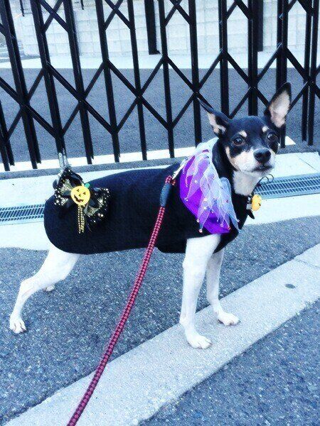 スムース・フォックス・テリア