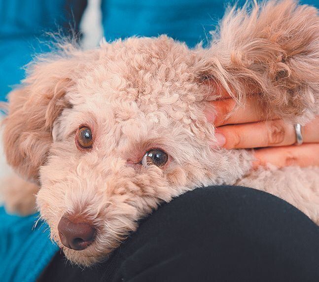 耳のつけ根など、自分ではなめられない部位を触られると、気持ちのいいことをしてくれる飼い主さんをますます好きに