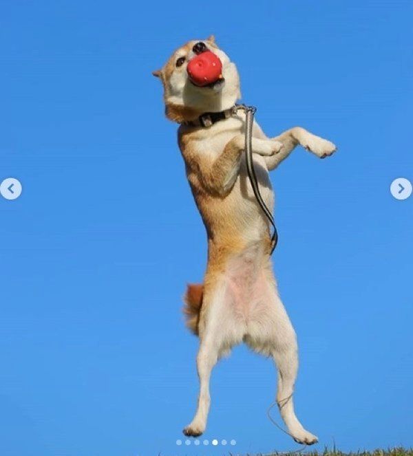 豆柴のリリちゃん