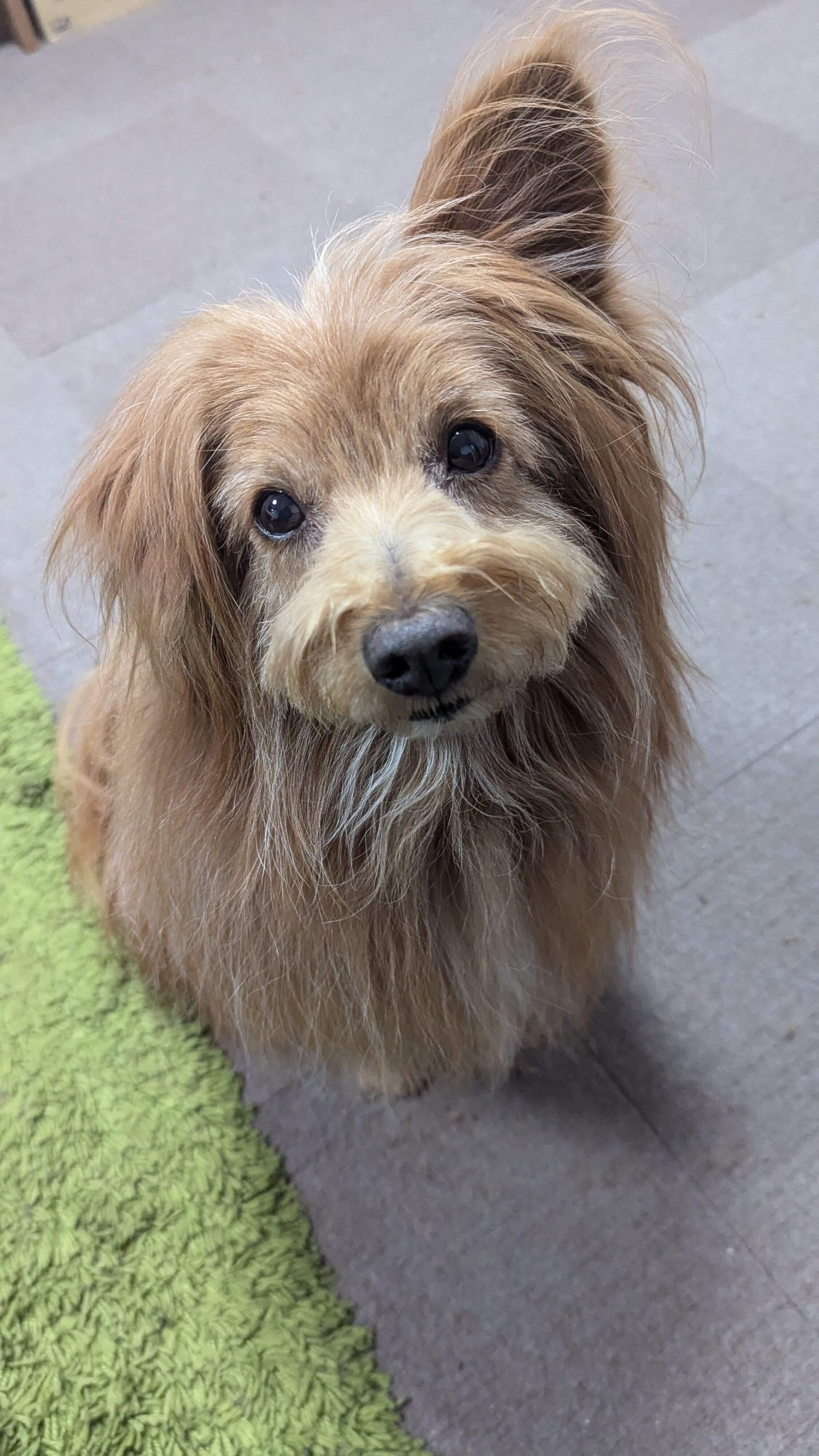 不安そうな顔の犬の写真