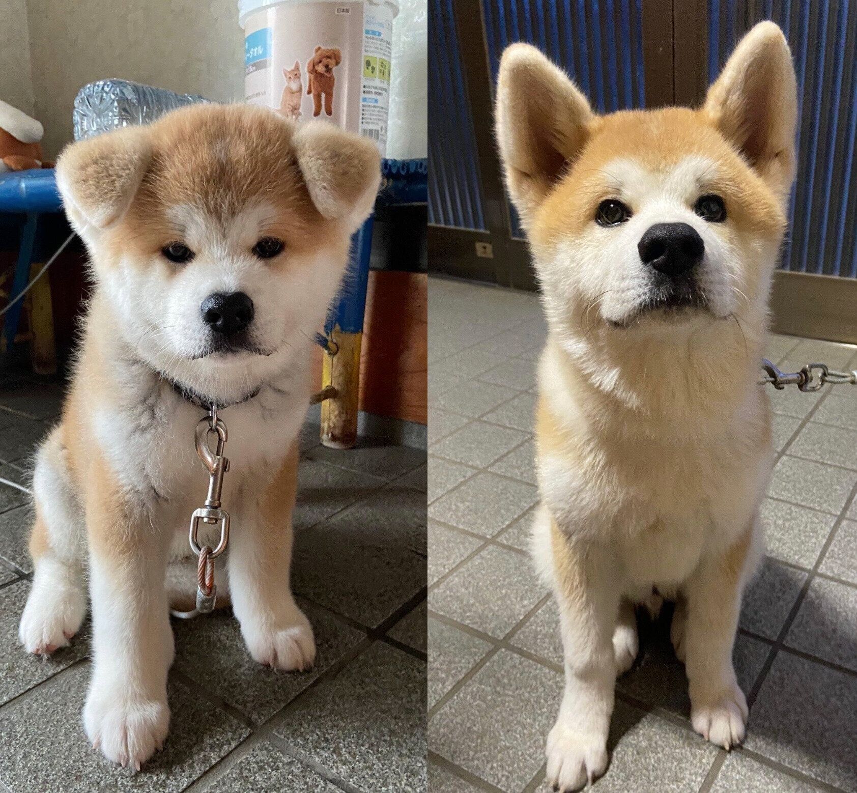 子犬時代のむう太くん