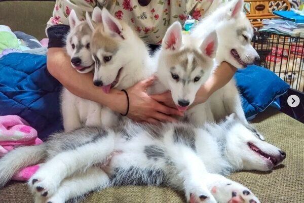 5頭のハスキーの子犬