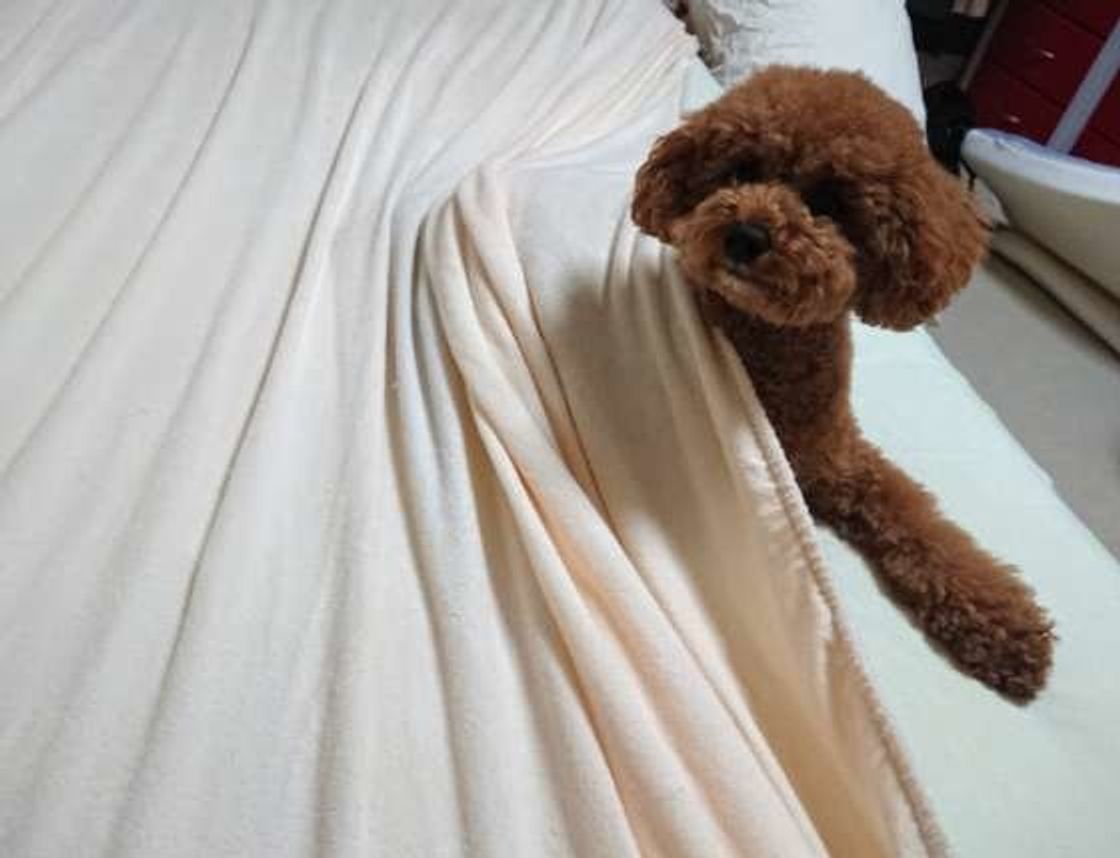 どいて なんて言えない 邪魔する犬 が可愛くて憎めない いぬのきもちweb Magazine どいて なんて言えない 邪魔する犬 が可愛くて憎めない いぬのきもちweb Magazine