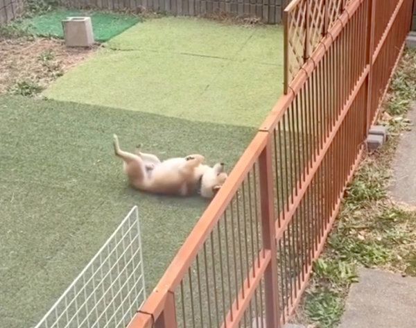 お庭でクネクネする豆千代くん