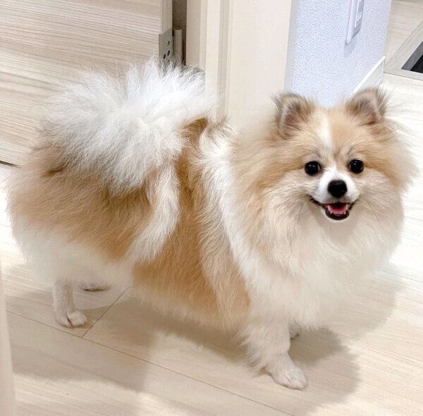 2頭身」のサイズ感が愛らしいポメラニアンの子犬→1才間近の成長した姿