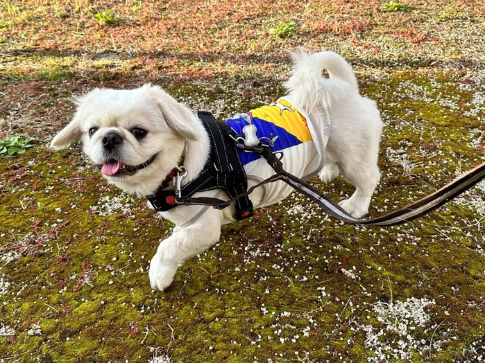 耳の躍動感も最高! 布団にダイブしてはしゃぐ犬の心理とは? 獣医師解説|いぬのきもちWEB MAGAZINE