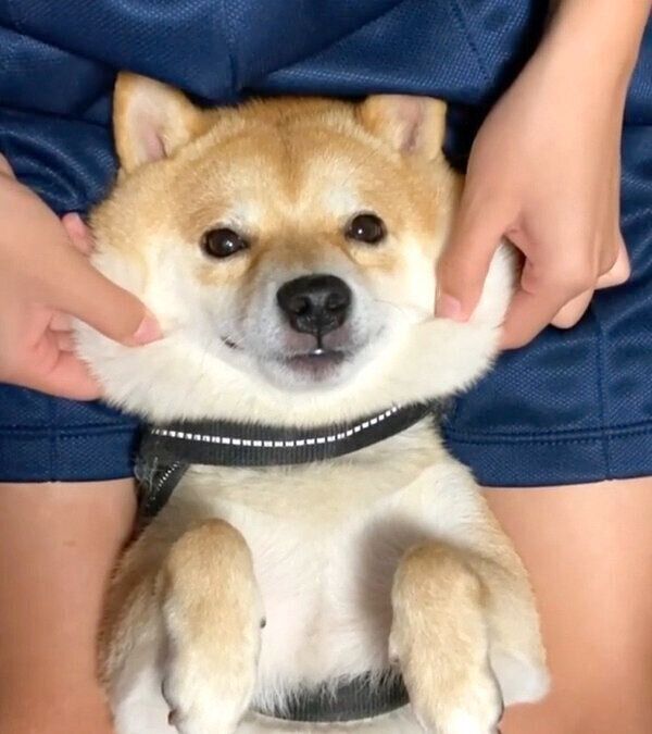 まったりする豆千代くん