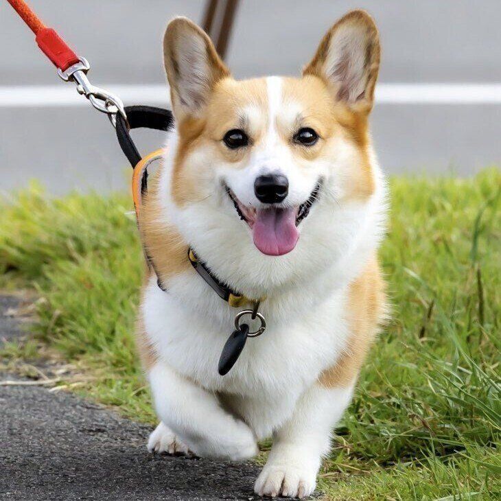 秋のお散歩中の様子　ニコニコした表情がかわいい神楽ちゃん