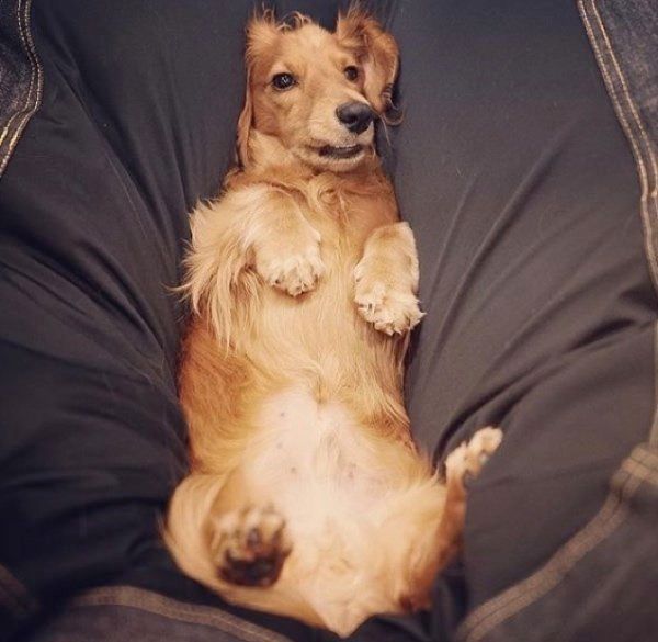 クッションで眠るミニチュア・ダックスフンド