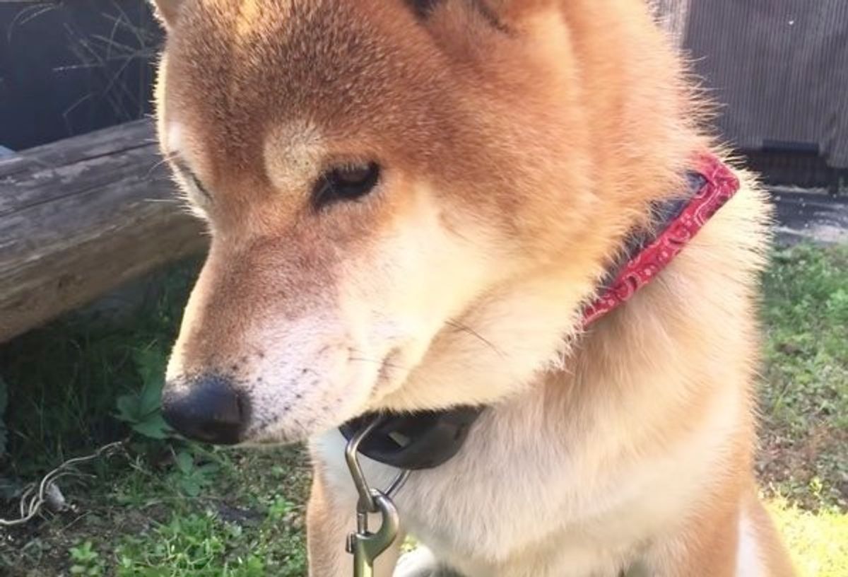 カメラ目線を撮られたくない柴犬 飼い主さんとのアツい攻防に思わず爆笑 いぬのきもちweb Magazine カメラ目線を撮られたくない柴犬 飼い主さんとのアツい攻防に思わず爆笑 いぬのきもちweb Magazine