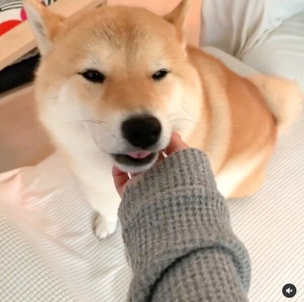 ナデナデが大好きな味噌ちゃん