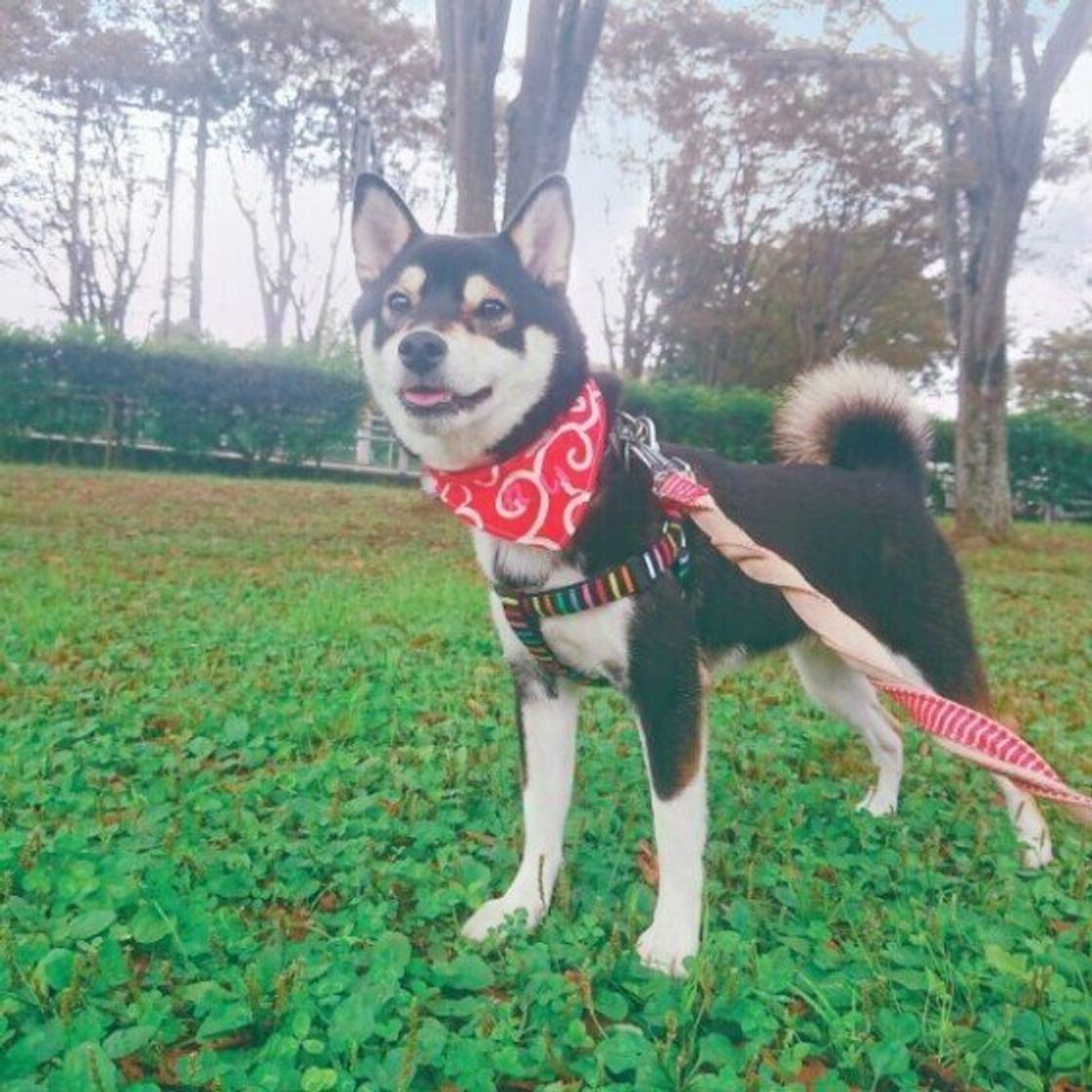 飼い主さんも大変なことがたくさん 夏の 犬のお散歩あるある を振り返ってみた いぬのきもちweb Magazine 飼い主さんも大変なことがたくさん 夏の 犬のお散歩あるある を振り返ってみた いぬのきもちweb Magazine