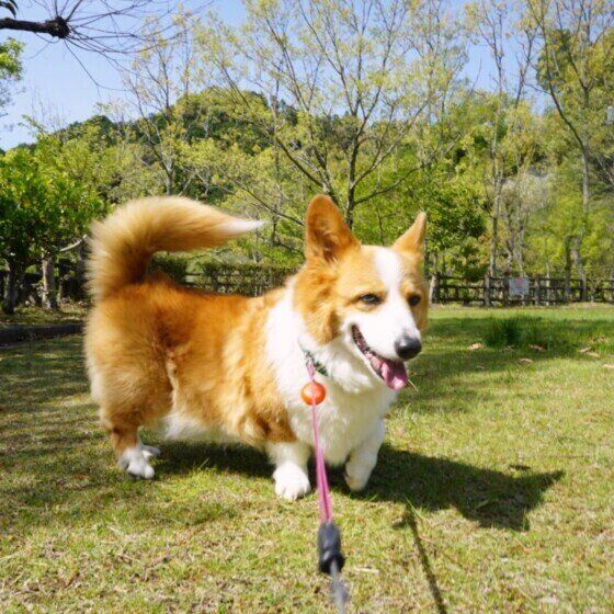 散歩するウェルシュ・コーギー・ペンブローク