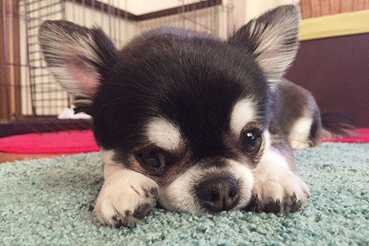 犬が食べると危険なものも 栄養効果の高いあの野菜も要注意だって知ってた いぬのきもちweb Magazine 犬が食べると危険なものも 栄養効果の高いあの野菜も要注意だって知ってた いぬのきもちweb Magazine