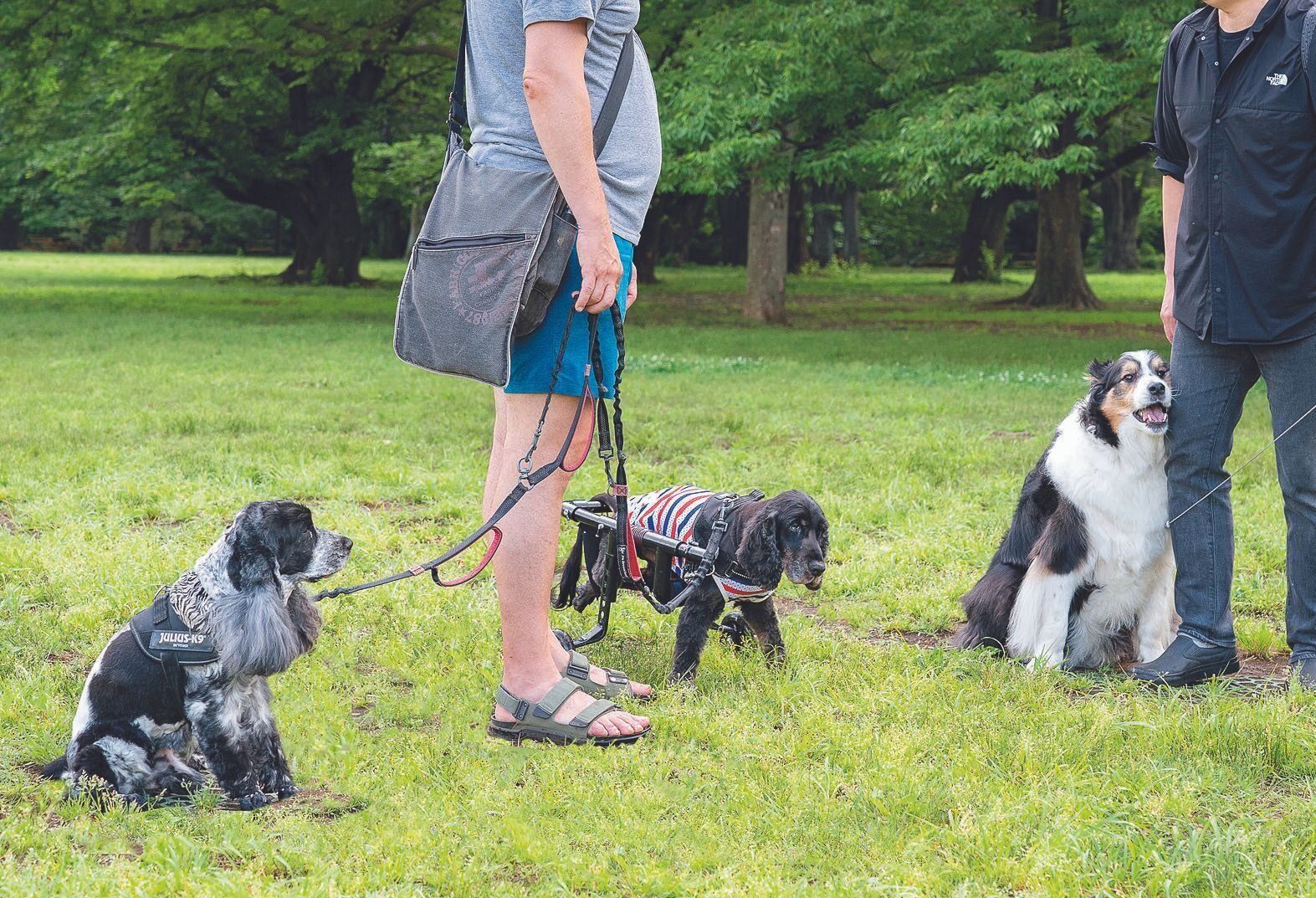 毎朝６時過ぎには近所の公園に行って散歩仲間と交流するのが日課に。ポッキーくんは最初、車椅子でうまく歩けませんでしたが、友達犬に励まされてスムーズに歩けるように