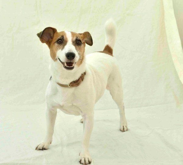 I LOVE ジャック・ラッセル・テリア｜いぬのきもちWEB MAGAZINE