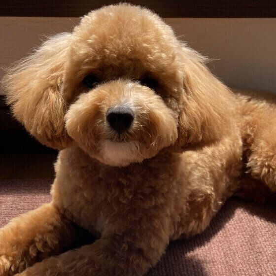 犬の膵炎(すいえん)が多くなったのはなぜ？ その理由を獣医師に聞いた いぬのきもち