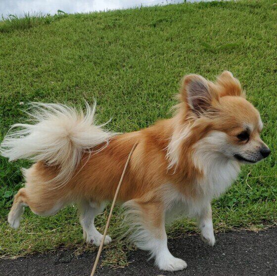 チワワのプリンちゃん