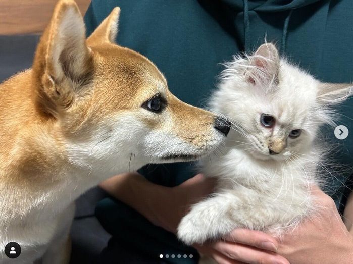 あじたまちゃんとさんたまくん