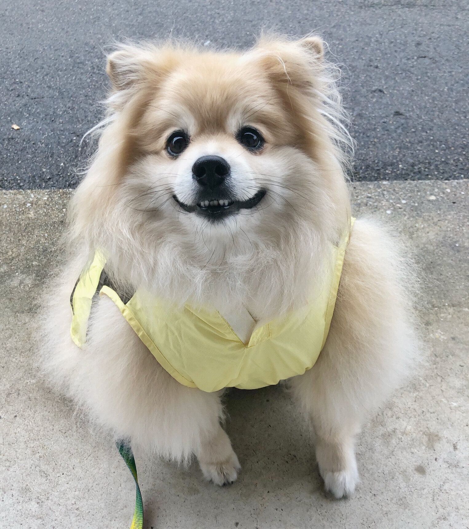 飼い主さんからいただいたムキムキに見える写真
