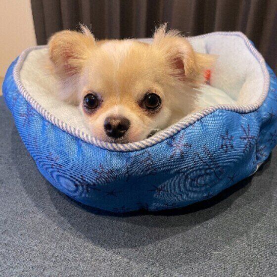 青い布性のトレイから顔を出している茶色のチワワ