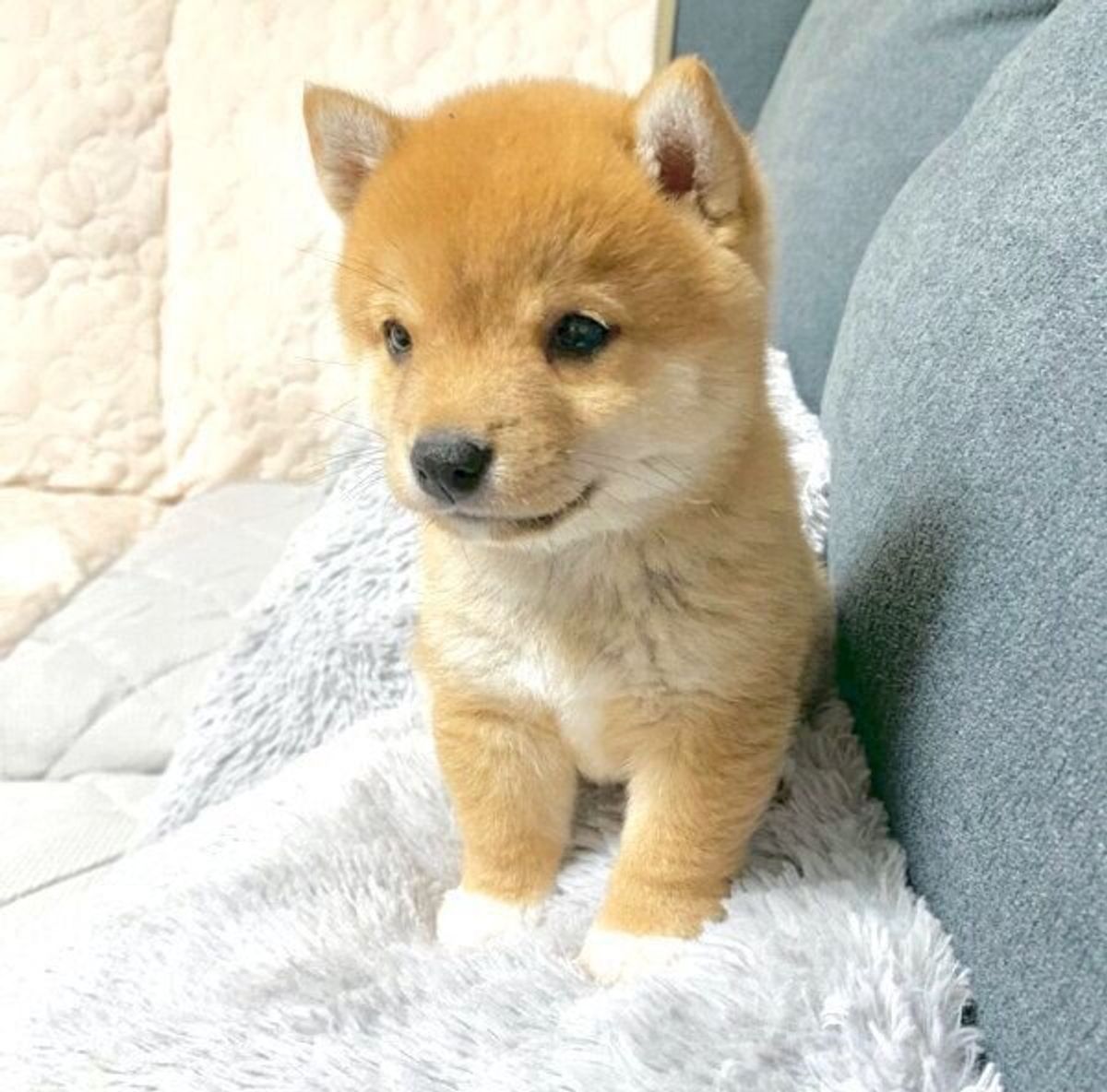 白い靴下を履いたような両足 がチャームポイント 豆柴子犬の成長ビフォー アフターにキュン いぬのきもちweb Magazine 白い靴下を履いたような両足 がチャームポイント 豆柴子犬の成長ビフォー アフターにキュン いぬのきもちweb Magazine