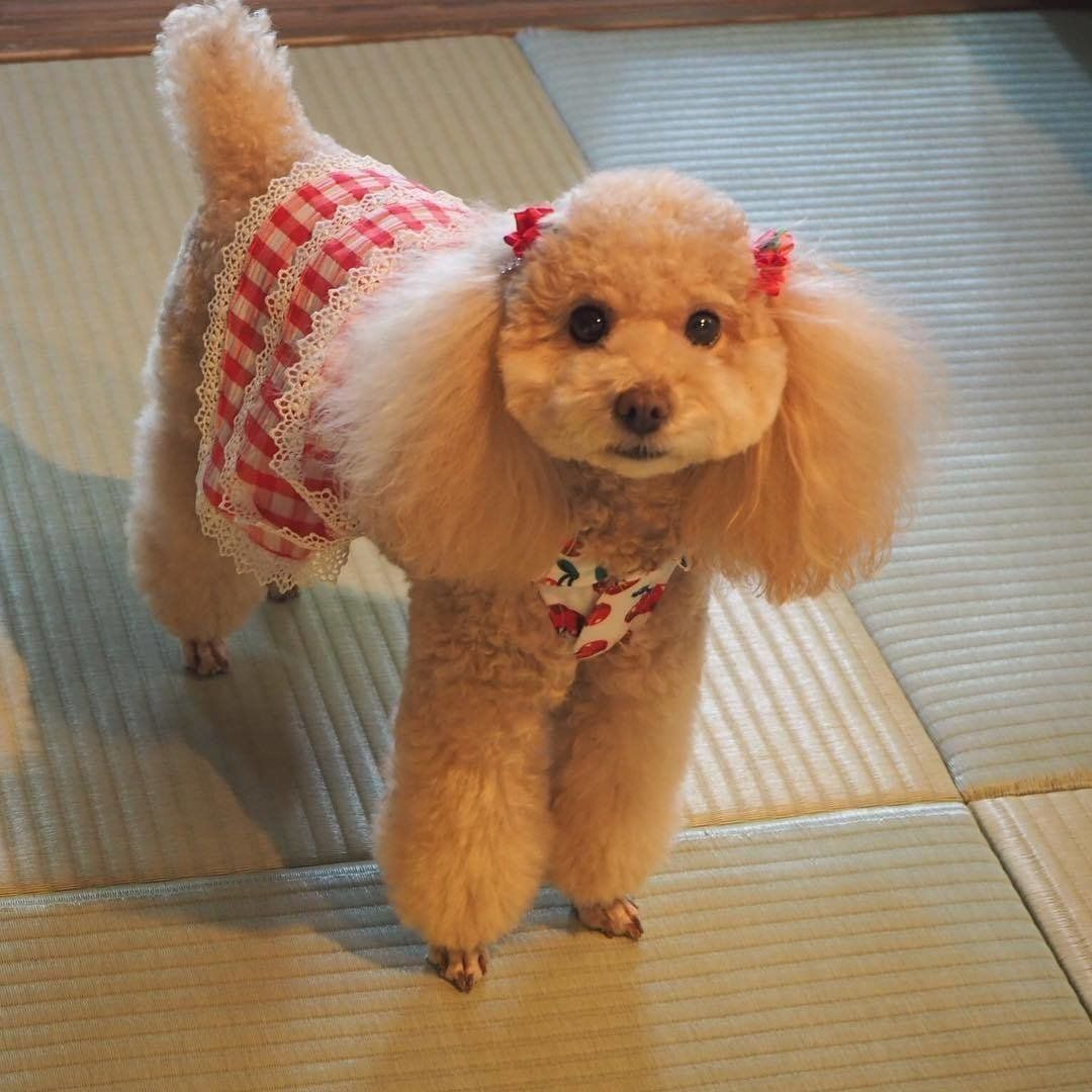 狗の郷の宿にてトイ・プードルのあ