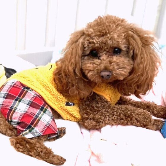 寝そべるトイプーのモカちゃん