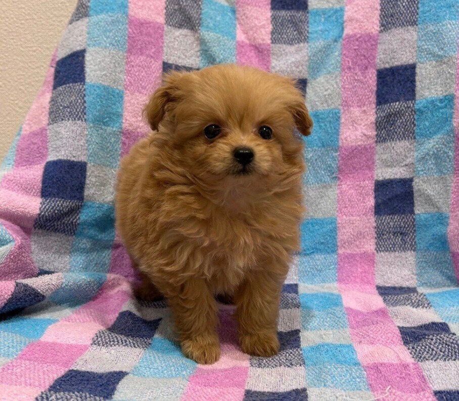 お迎えしてからのおこめちゃん
