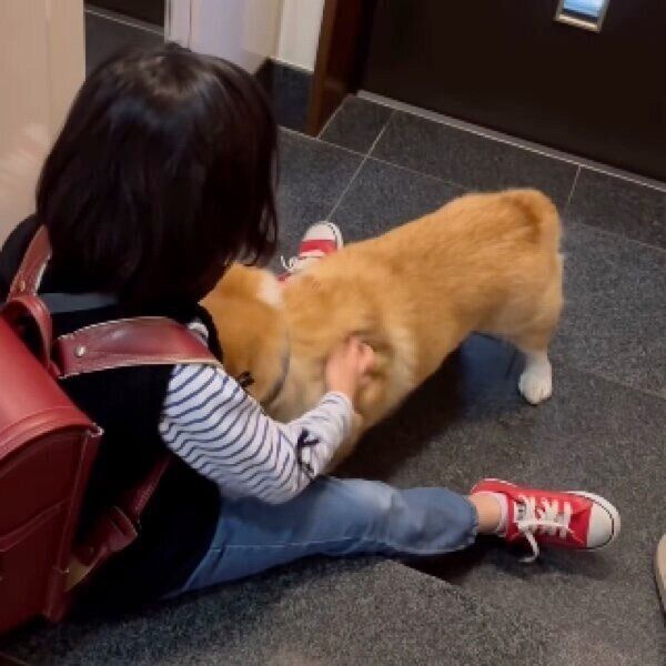 娘さんの帰宅に大喜びのジノくん