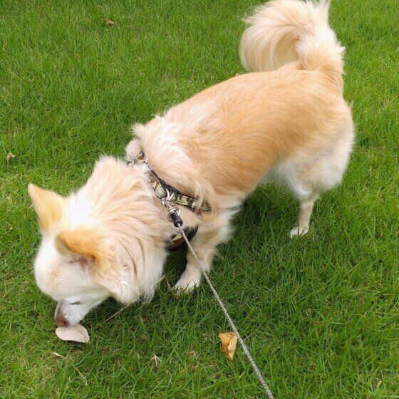 クンクンするチワワのビスコくん