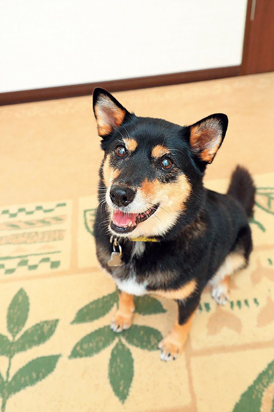 被災動物シェルター Sora ソラ がつないだ犬と人の絆 Vol 2 いぬのきもちweb Magazine 被災動物シェルター Sora ソラ がつないだ犬と人の絆 Vol 2 いぬのきもちweb Magazine