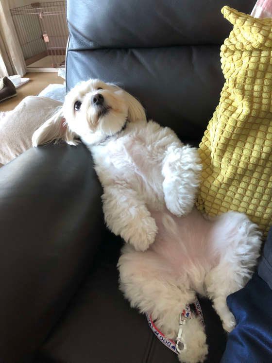 ソファでくつろぐ犬