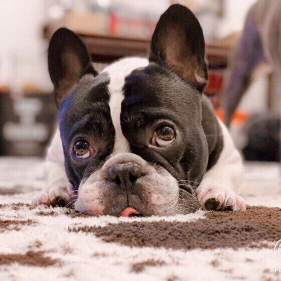 上目遣いのフレンチ・ブルドッグ