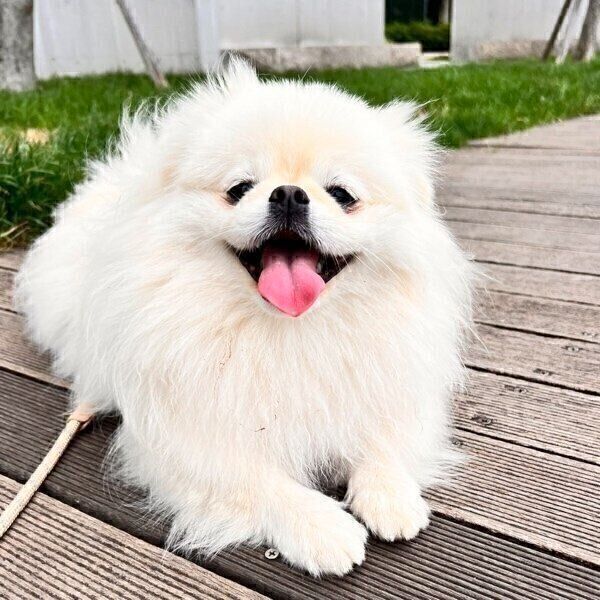 笑顔のなんこつちゃん