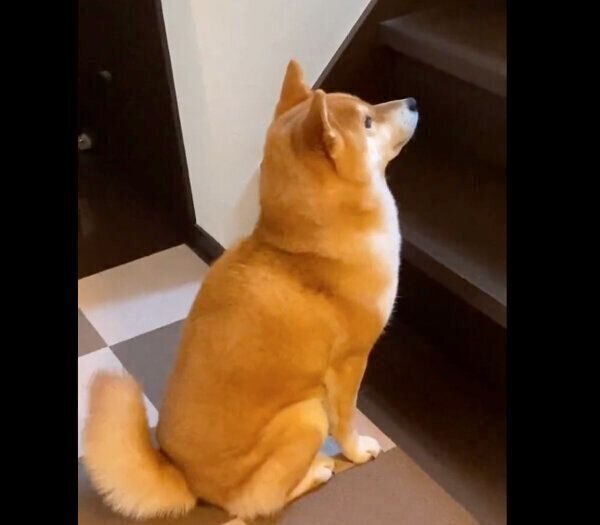 パパさんが起きてくるのを待つゆきちゃん