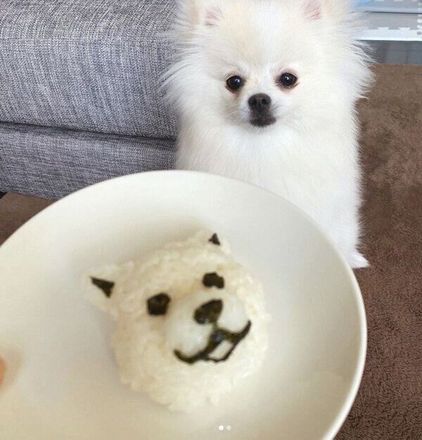 愛犬・おこめちゃんのおにぎり