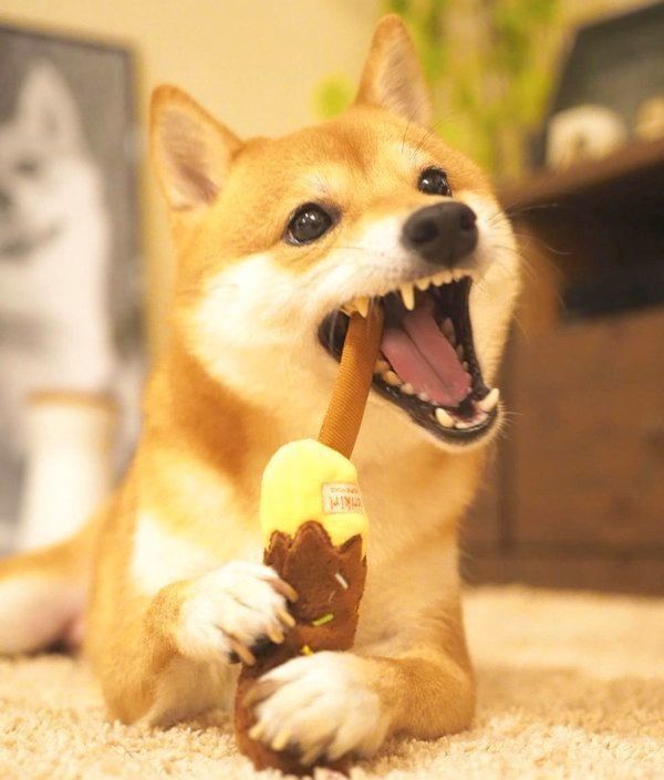 おもちゃで遊ぶにこちゃん