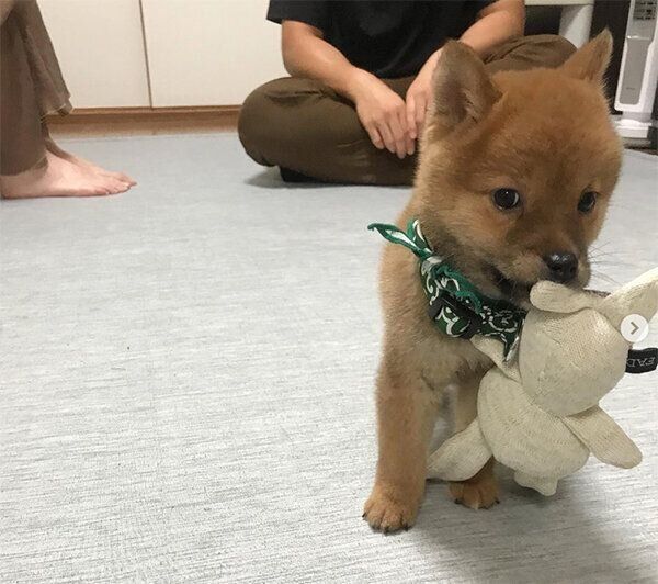 おもちゃで遊ぶかぶきくん