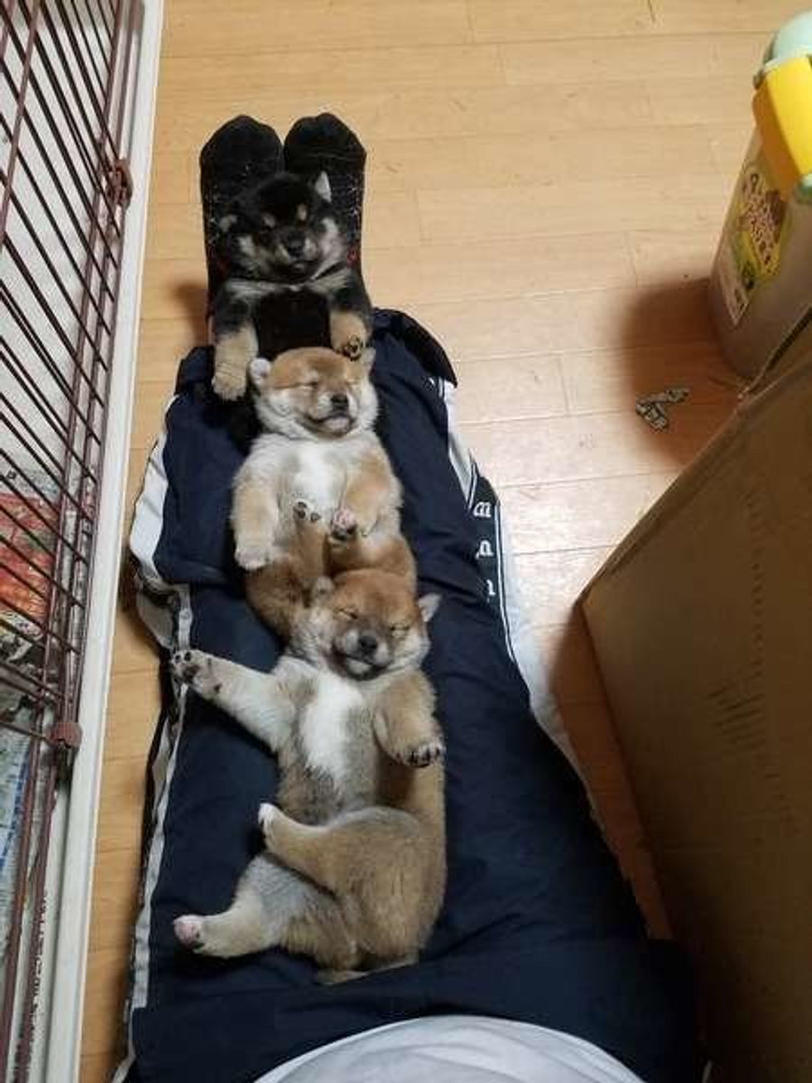 可愛すぎる 犬団子 どうして犬たちは寄り添うの いぬのきもちweb Magazine 可愛すぎる 犬団子 どうして犬たちは寄り添うの いぬのきもちweb Magazine