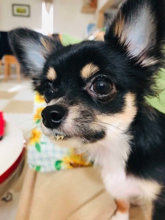 見つめるチワワ